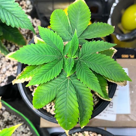 Wonder Pie growlog timeline photo