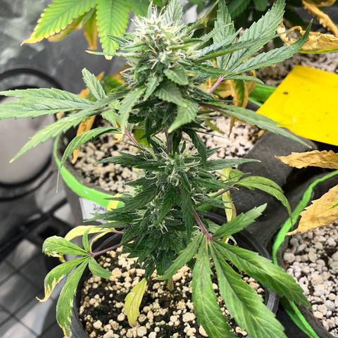 Auto Dentista growlog timeline photo