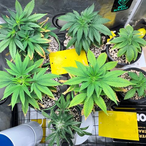 Mimosa Evo growlog timeline photo