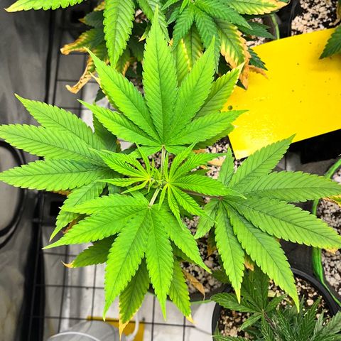 Zombie Bride growlog timeline photo