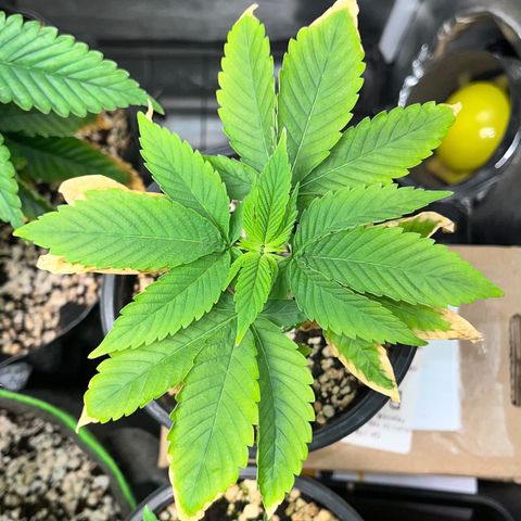 Wonder Pie growlog timeline photo