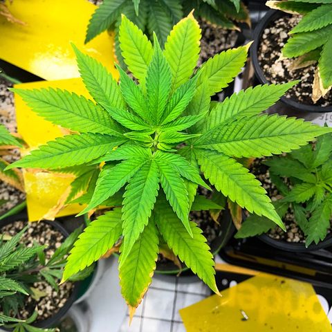 Sherbet growlog timeline photo