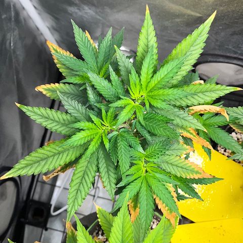 Mimosa Evo growlog timeline photo
