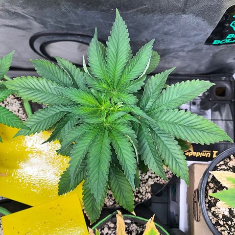 Grape Pie growlog timeline photo