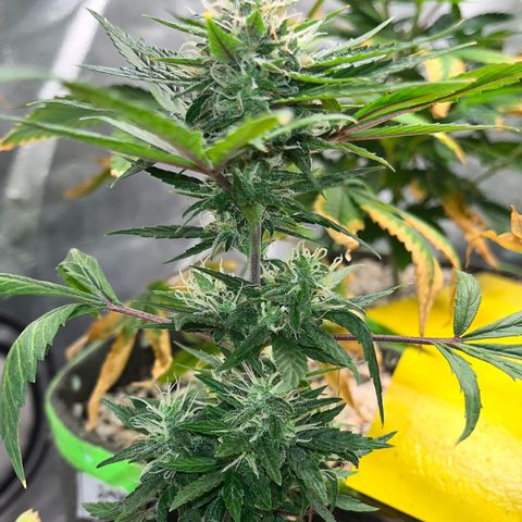 Auto Dentista growlog timeline photo
