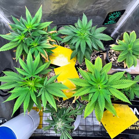 Mimosa Evo growlog timeline photo