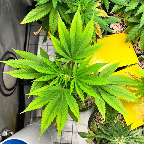 Zombie Bride growlog timeline photo