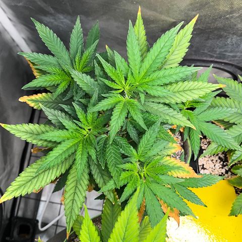 Mimosa Evo growlog timeline photo