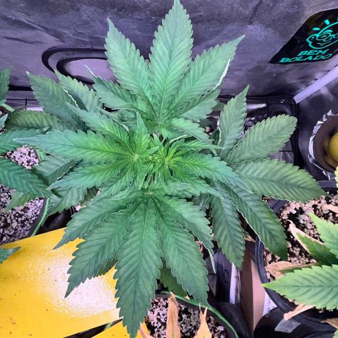 Grape Pie growlog timeline photo