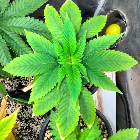 Wonder Pie growlog timeline photo