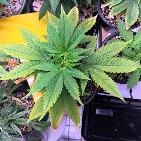 Sherbet growlog timeline photo