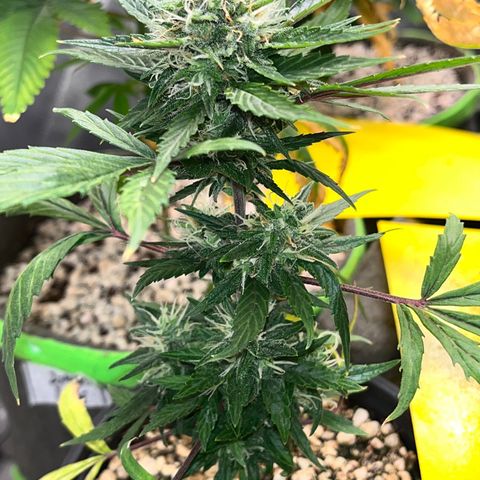 Auto Dentista growlog timeline photo