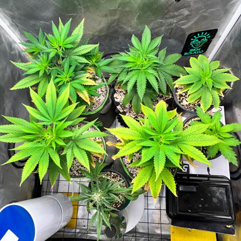 Mimosa Evo growlog timeline photo