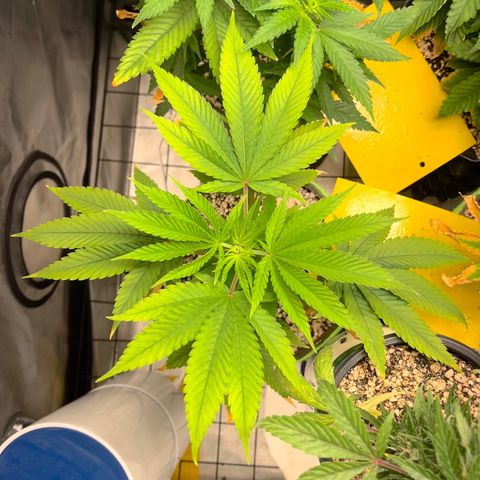 Zombie Bride growlog timeline photo