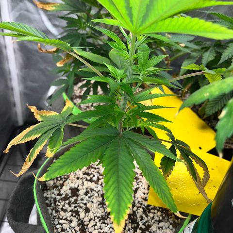 Zombie Bride growlog timeline photo