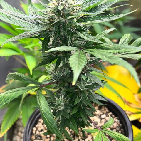 Auto Dentista growlog timeline photo