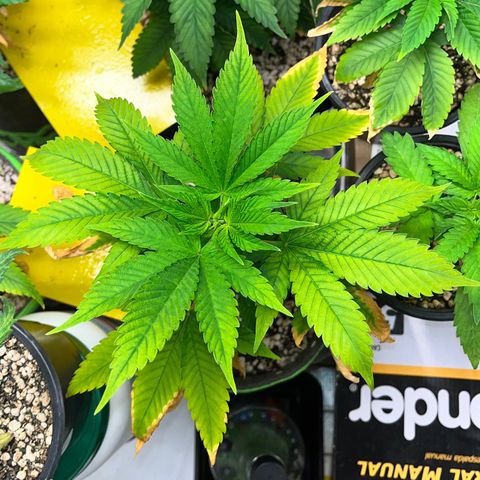 Sherbet growlog timeline photo