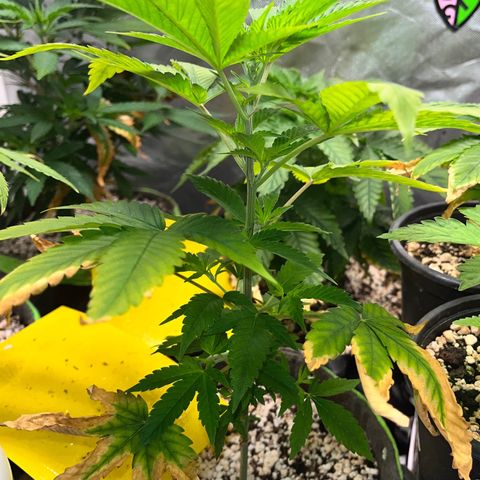 Sherbet growlog timeline photo