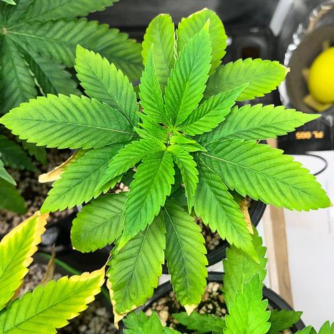 Wonder Pie growlog timeline photo