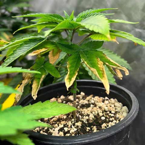 Wonder Pie growlog timeline photo