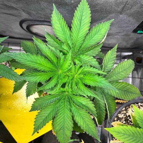 Grape Pie growlog timeline photo
