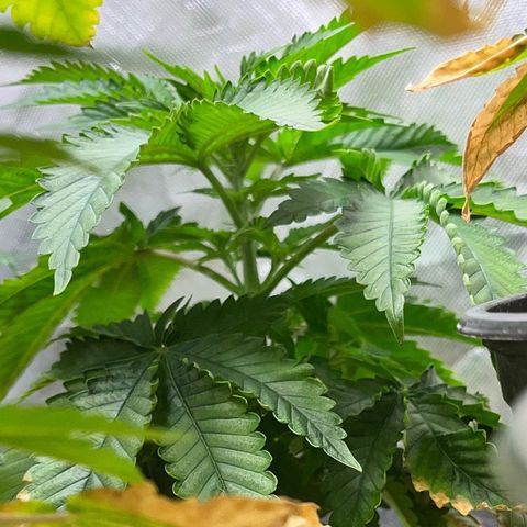 Grape Pie growlog timeline photo