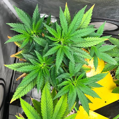 Mimosa Evo growlog timeline photo