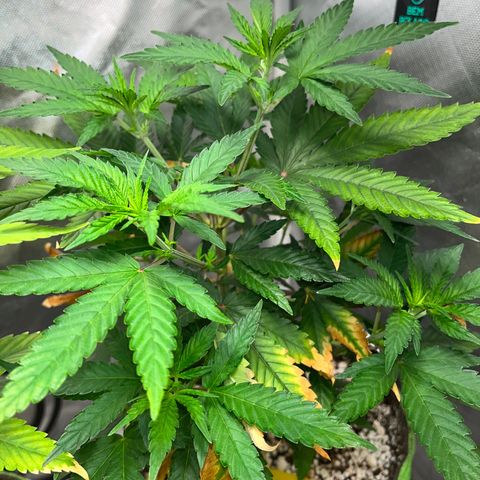Mimosa Evo growlog timeline photo