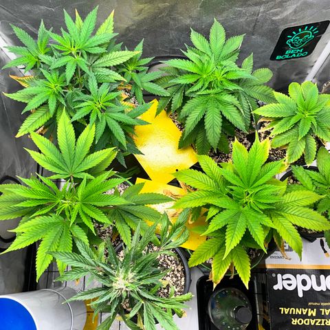 Mimosa Evo growlog timeline photo