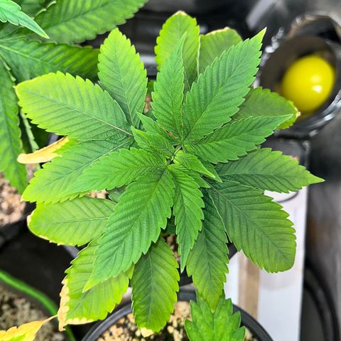 Wonder Pie growlog timeline photo