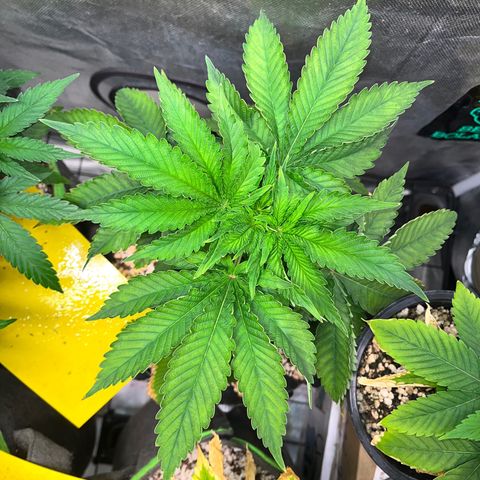 Grape Pie growlog timeline photo