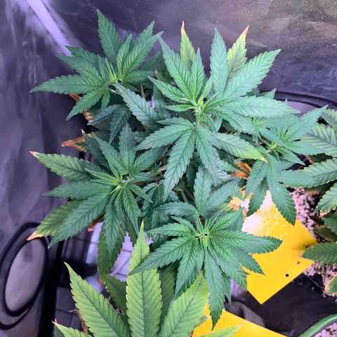 Mimosa Evo growlog timeline photo