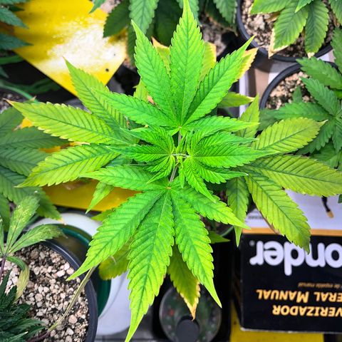 Sherbet growlog timeline photo