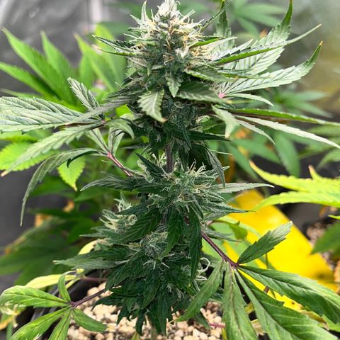 Auto Dentista growlog timeline photo