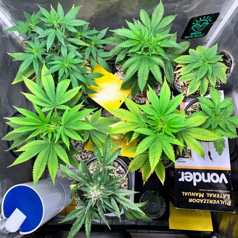 Mimosa Evo growlog timeline photo