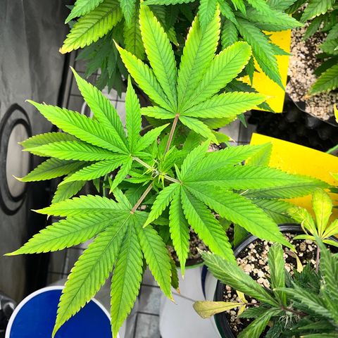 Zombie Bride growlog timeline photo