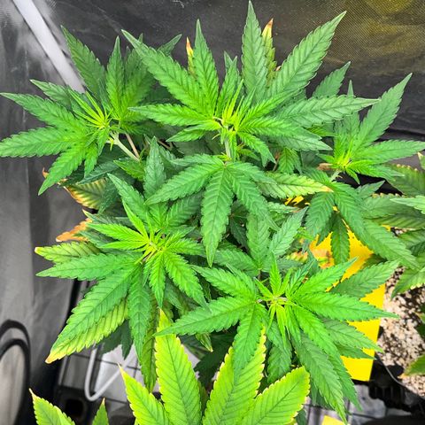 Mimosa Evo growlog timeline photo