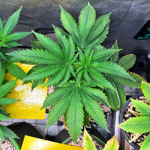 Grape Pie growlog timeline photo