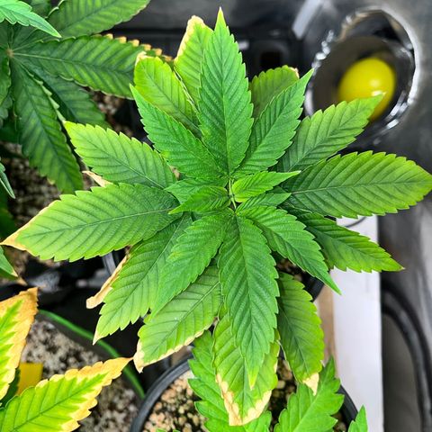 Wonder Pie growlog timeline photo