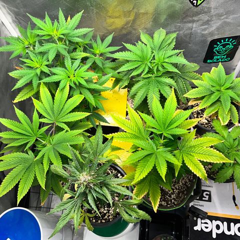 Mimosa Evo growlog timeline photo