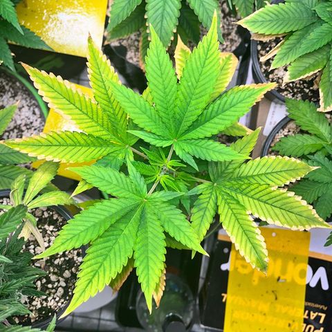 Sherbet growlog timeline photo
