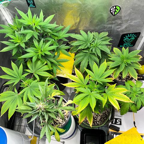 Mimosa Evo growlog timeline photo