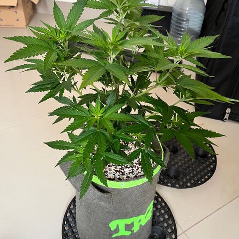 Mimosa Evo growlog timeline photo