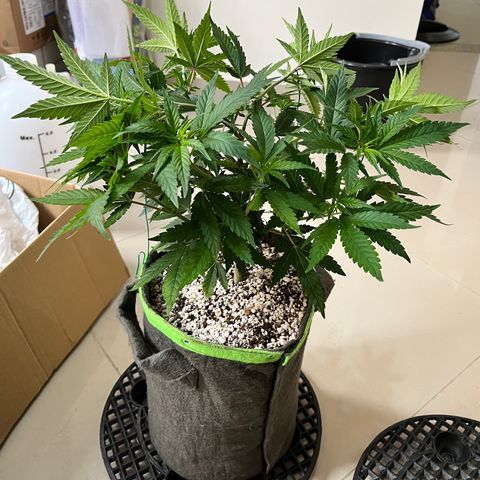 Mimosa Evo growlog timeline photo