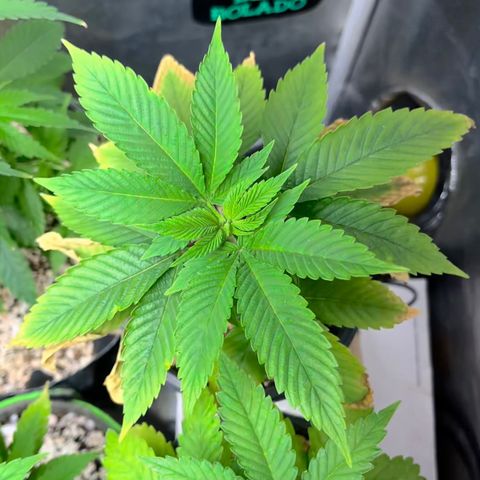 Wonder Pie growlog timeline photo