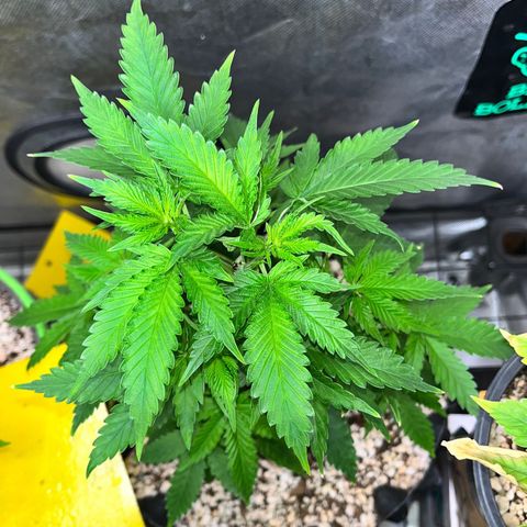 Grape Pie growlog timeline photo