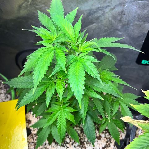 Grape Pie growlog timeline photo