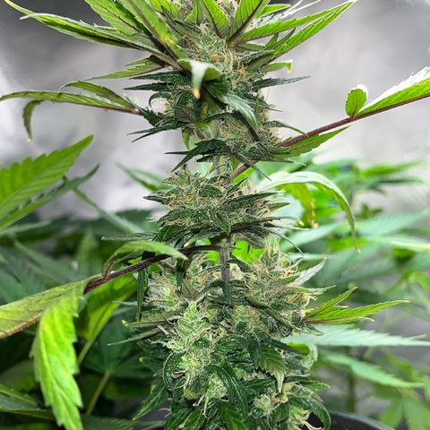 Auto Dentista growlog timeline photo