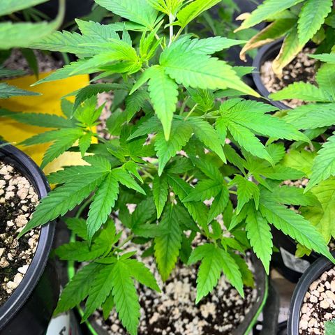 Sherbet growlog timeline photo