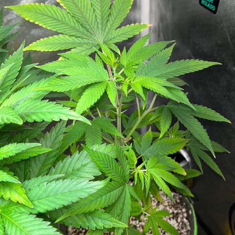 Zombie Bride growlog timeline photo